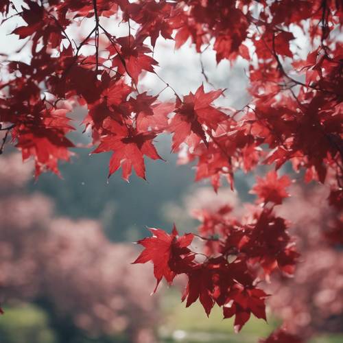 Pemandangan melalui jendela, pohon maple yang sedang bermekaran dengan bunga merah.