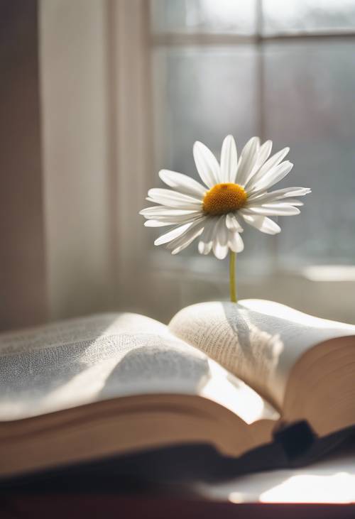Ein weißes Gänseblümchen in einem offenen Buch, in das sanftes Morgenlicht durch ein Fenster fällt.