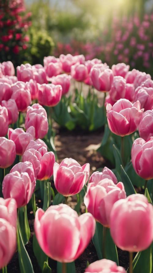 Bunch of pink tulips blooming in a well-tended backyard garden.