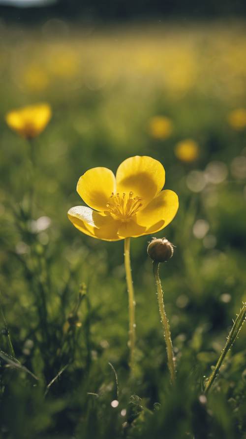 爱尔兰草地上一株鲜艳的黄色毛茛属植物野蛮生长。