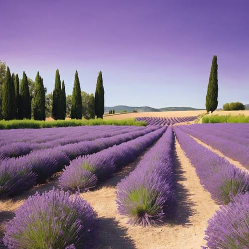 Rows of lilac lavender fields in Provence, France, under a clear blue sky.