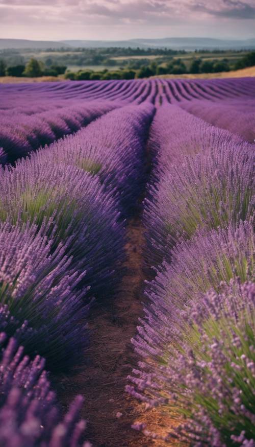 Ladang lavender yang luas, bergoyang lembut di bawah langit mendung, seolah lautan ungu bergelombang tertiup angin.