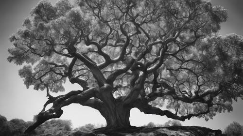 Święte drzewo figowe z rozłożystymi gałęziami, znakomicie przedstawione w czarno-białej scenerii.