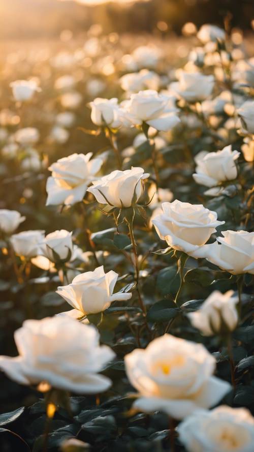 A field of white roses bathed in early morning golden sunlight.