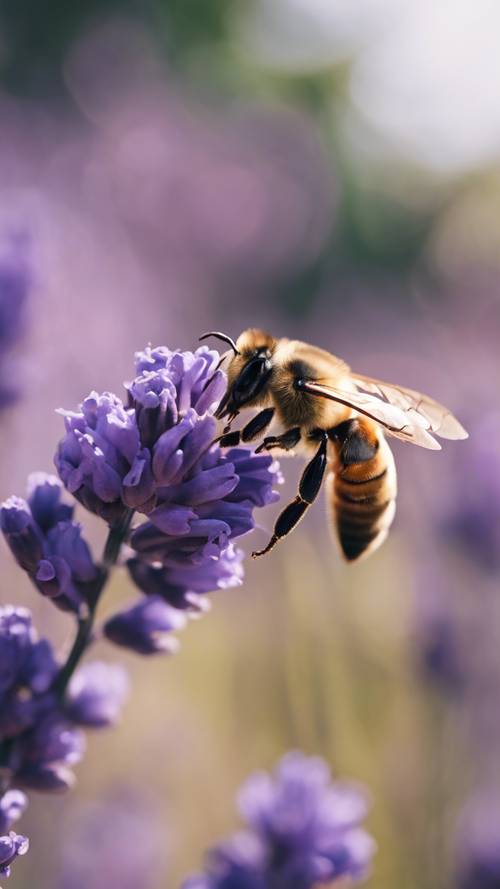 A bee busily pollenating the purple blossoms of lavender flowers.