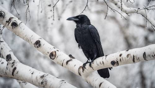 一只黑乌鸦栖息在一棵白桦树上。