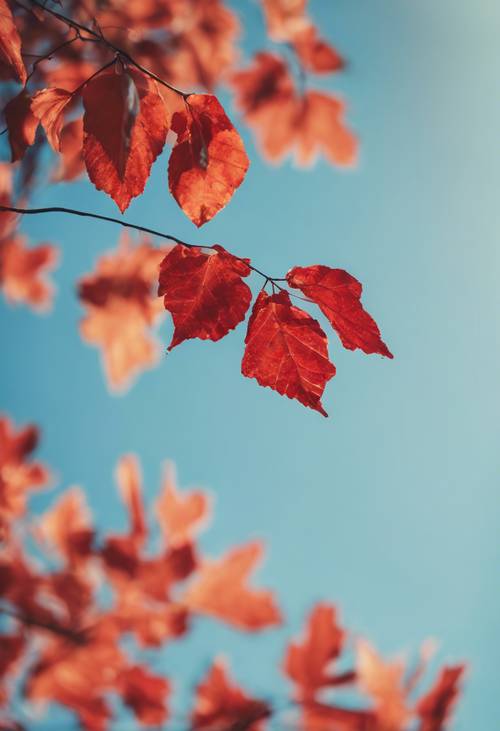 A fiery red autumn leaf suspended in the bright blue sky.