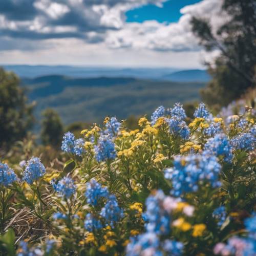 蓝山上野花盛开，形成美丽的对比。