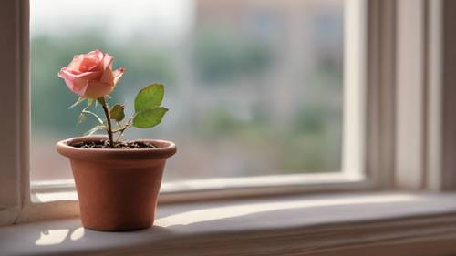 Một bông hồng thu nhỏ đơn độc mọc từ một chậu đất nung nhỏ trên bậu cửa sổ.