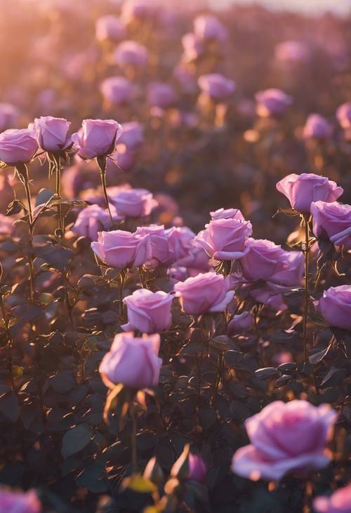 Cánh đồng hoa hồng tím khoe sắc dưới ánh bình minh.
