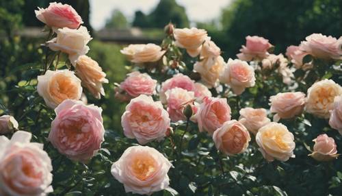 Zabytkowy ogród pełen angielskich róż w różnych stadiach kwitnienia w przyjemne letnie popołudnie.