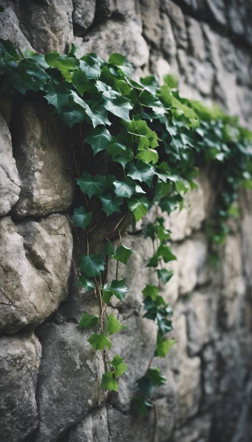 Tanaman merambat hijau tua yang tumbuh subur melingkari dinding batu tua berwarna abu-abu.