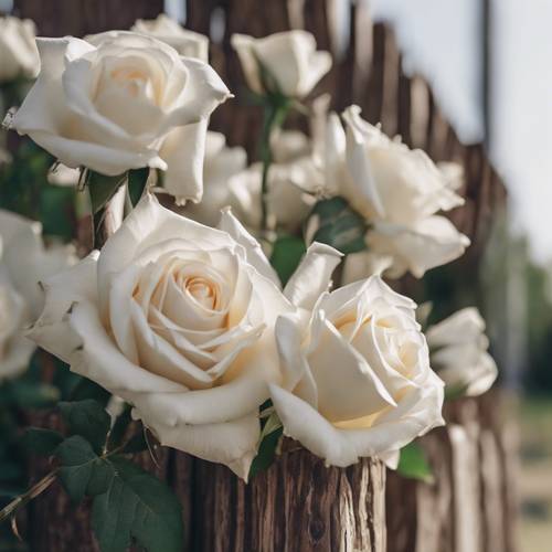 Fresh white roses nailed to a wooden post as a marker of remembrance. Tapet [9b528d61c3d44a4e9f94]