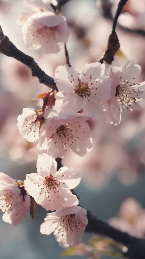 一輪の美しい桜がやわらかい朝の光の中でピンク色に咲く姿壁紙