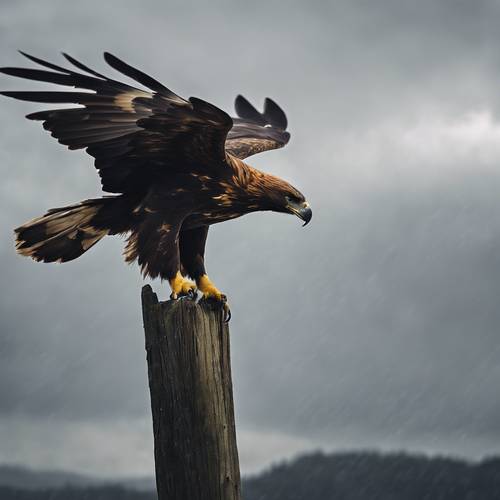 Un águila real volando alto en el cielo gris durante una tormenta.