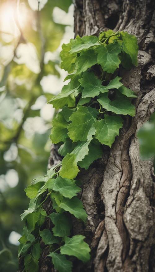A vine with green leaves curled around an old oak tree.