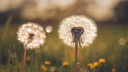 A dandelion dispersing seeds in the breeze, illustrating the quote 'Let it go, set it free, and karma will take care of what is meant to be'. Wallpaper [77ef8df3aa3a4fe0aacb]