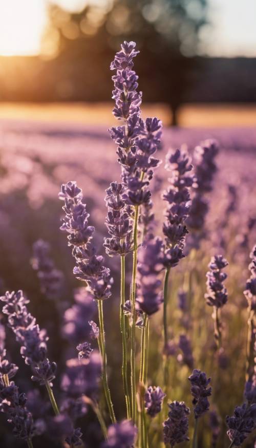 A field of lavender against a background of the setting sun, casting long shadows.