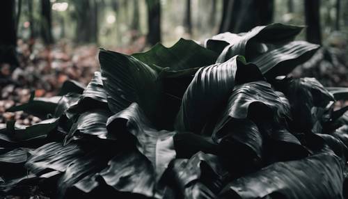 A pile of black banana leaves in a dark, moody forest.