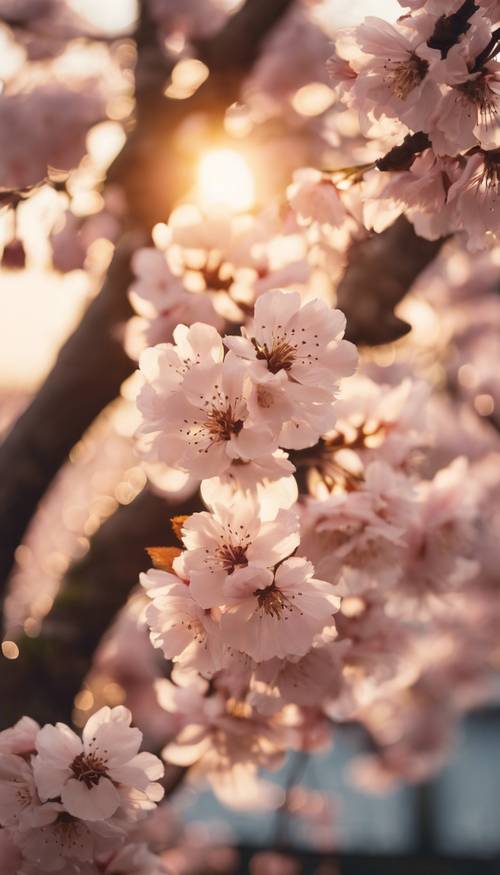 A serene image of a cherry blossom tree against the backdrop of a golden sunset in Japan. Tapet [150cfa9c7cc946c785b8]