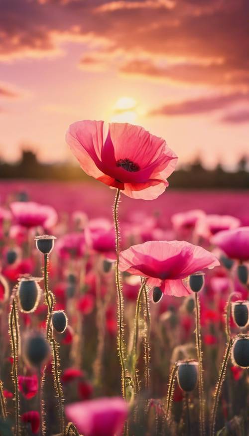 Ladang opium merah muda cerah di bawah langit matahari terbenam keemasan
