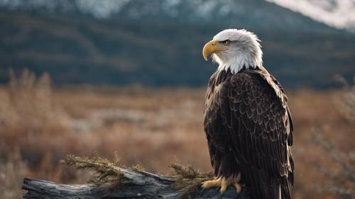 Wild bald eagle sitting regally against a backdrop of Alaska's spectacular landscape.