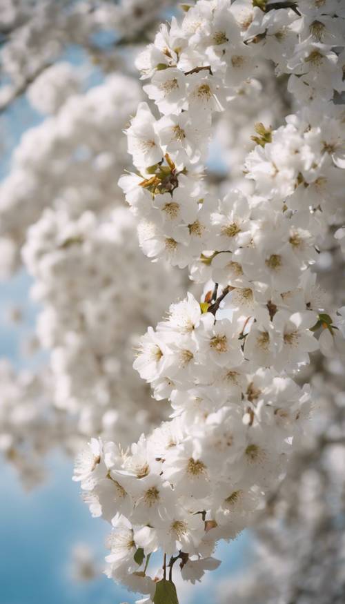 กลุ่มต้นซากุระสีขาวบานสะพรั่งในฤดูใบไม้ผลิ กลีบดอกปลิวไสวตามสายลม