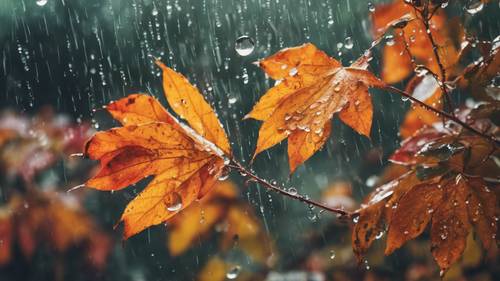 An early September rain shower, with water droplets splashing on colorful leaves Ფონი [523ff3c2e317407587ad]