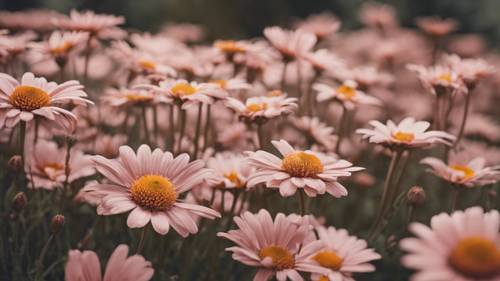 粉色雏菊与柔和的肉桂色背景相映成趣的美学照片。