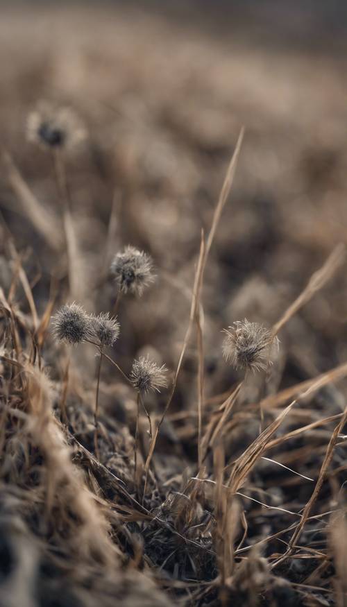 Một đồng bằng, đất có kết cấu màu xám, với những cọng cỏ khô nhô ra.