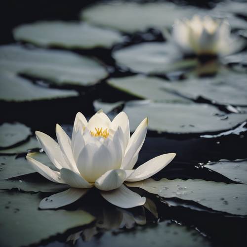 黄昏时分，宁静的池塘上，一朵白色的睡莲美丽地绽放着花瓣，倒映在漆黑的水面上。