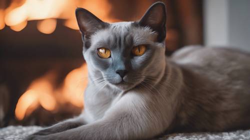 Un gatto siamese grigio con accattivanti occhi dorati sdraiato accogliente accanto a un caminetto caldo.