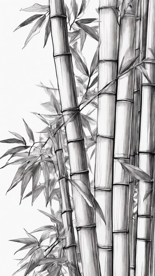 Sketsa pensil bambu dengan latar belakang putih