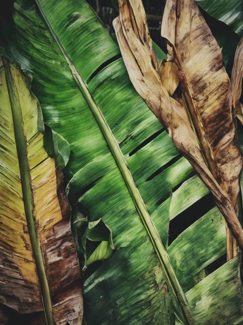 Un dipinto strutturato di foglie di banano in vari stadi di vita e di decadimento.