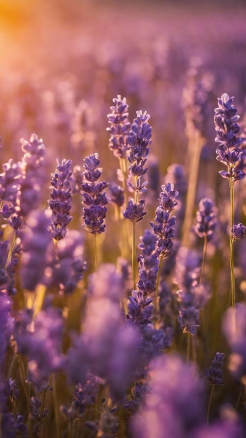 A field of vibrant lavender flowers bathed in the golden sunset light.