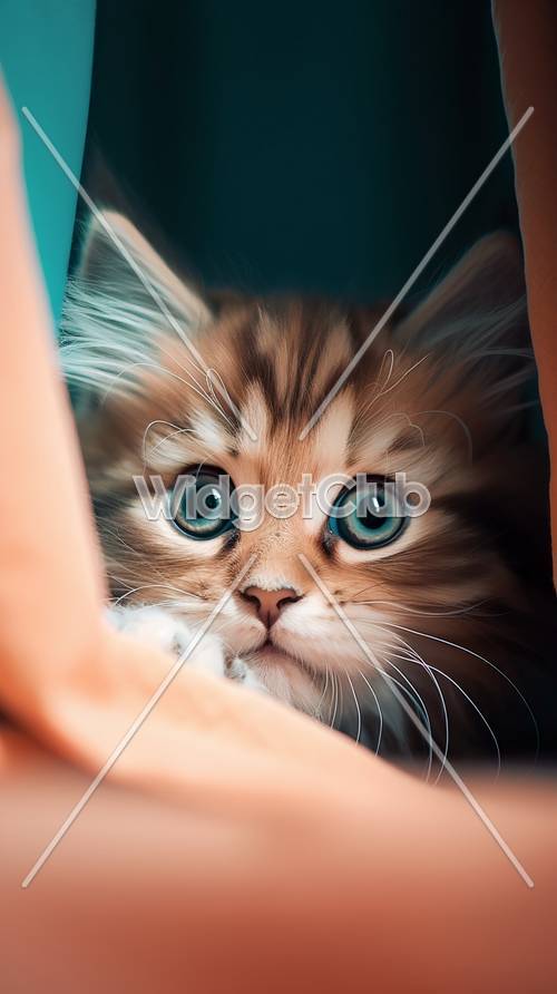 Милый маленький котенок с большими голубыми глазами