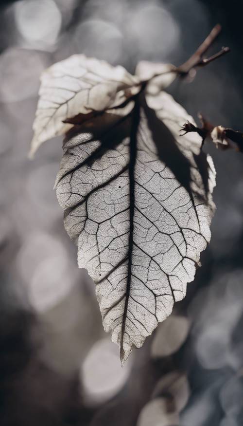 A close up of a white autumn leaf, contrasted against a stark black backdrop