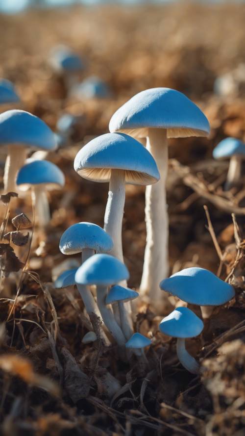 A field full of cute, sky-blue mushrooms, with soft morning light casting long, dramatic shadows.