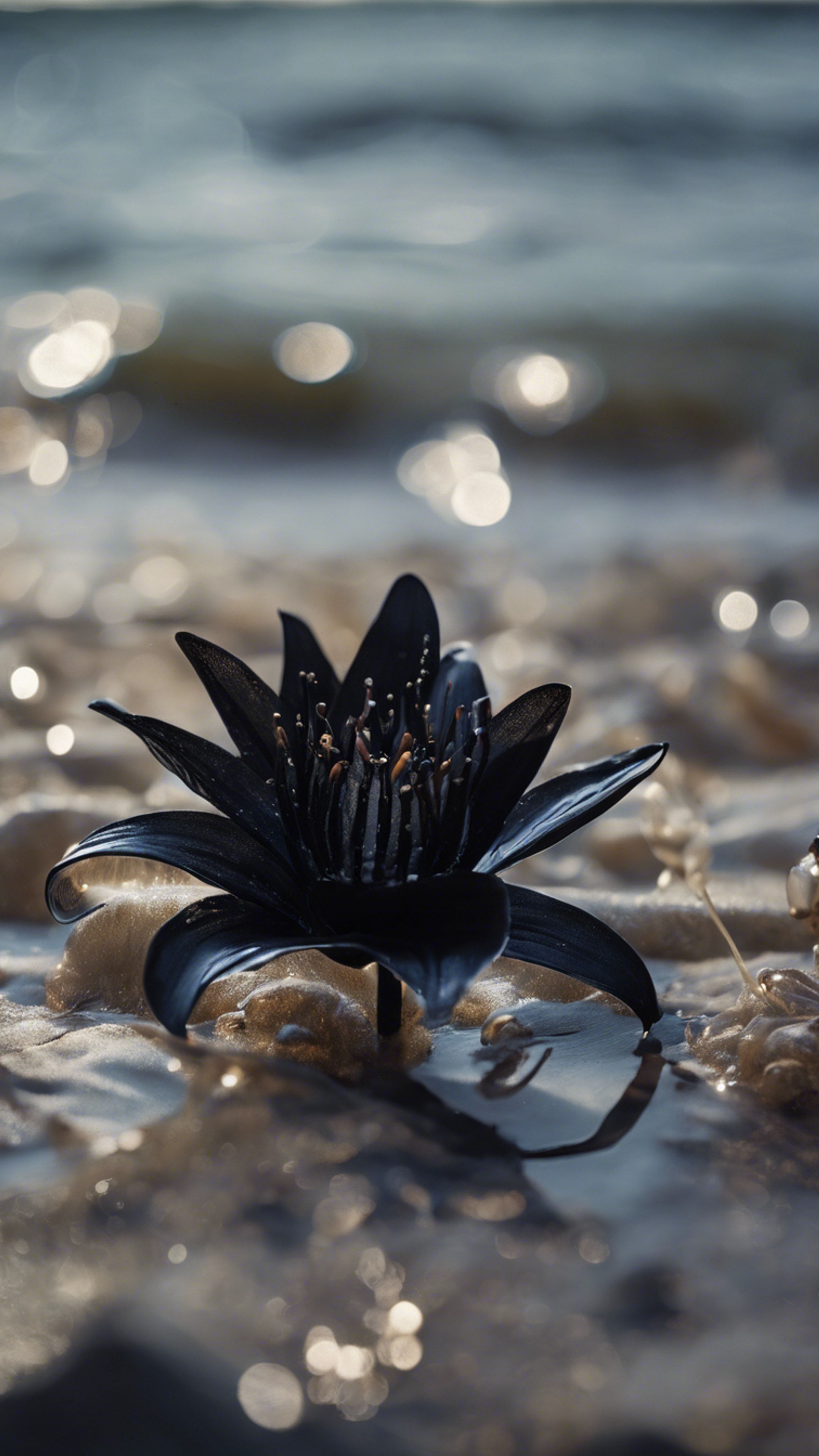 A black lily hiding under the tide, revealed only when the ocean pulls away, revealing the dark secrets of the sea bed. Tapet[3833c30c18c941348380]
