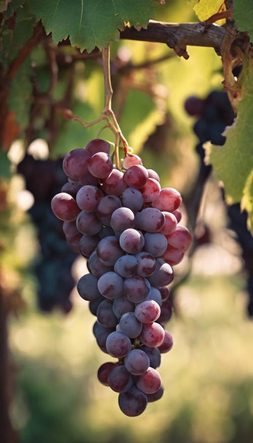 Ein Weinstock voller reifer, roter Trauben, der in einem sonnigen Weinberg hängt.