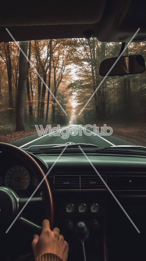 霧のかかった森の道をドライブ