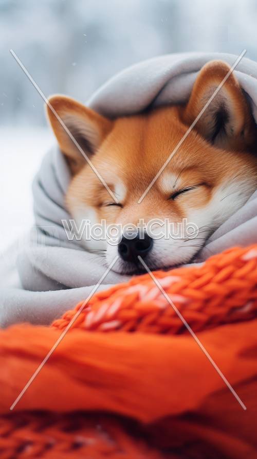 ふとっちょ柴犬が毛布にくるまって眠る 壁紙