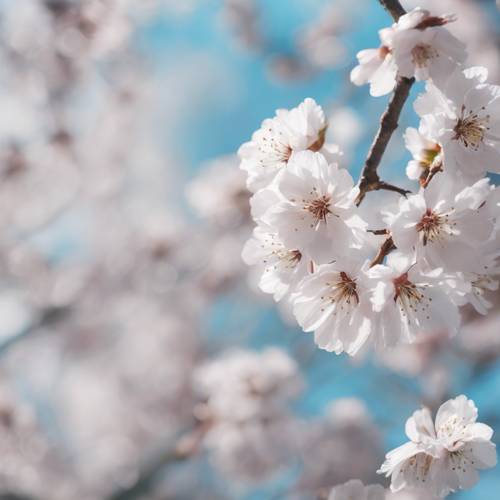 Живописный пейзаж с цветущей сакурой, окрашенный в оттенки белого и бледно-голубого.