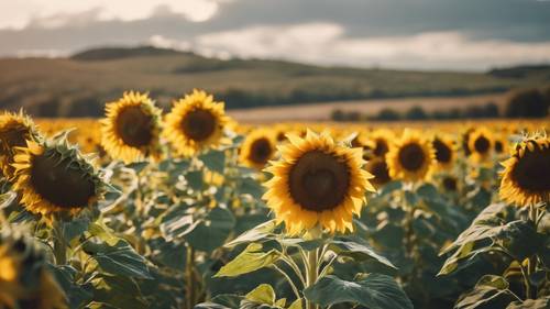 Sunflowers bowing in the wind during a late September afternoon Divar kağızı [f0e9bb7efd824f47a36e]