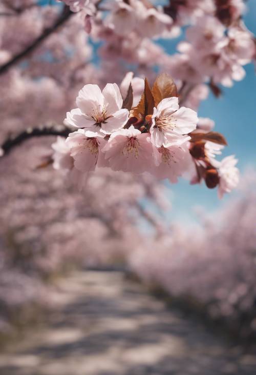 Bahar mevsiminin zirvesinde tam çiçek açan narin bir kiraz çiçeği ağacı.
