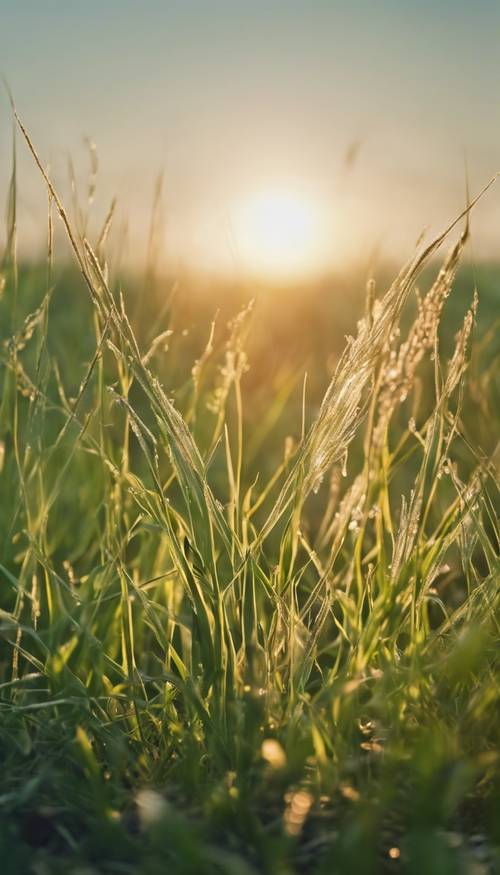 A refreshing landscape view of grass field gleaming under the early morning sun. Tapeta [20cbaa802d924d74b1c1]