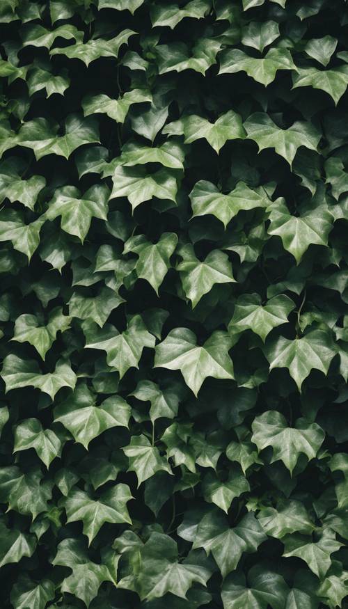 Dark green ivy leaves climbing a wall.