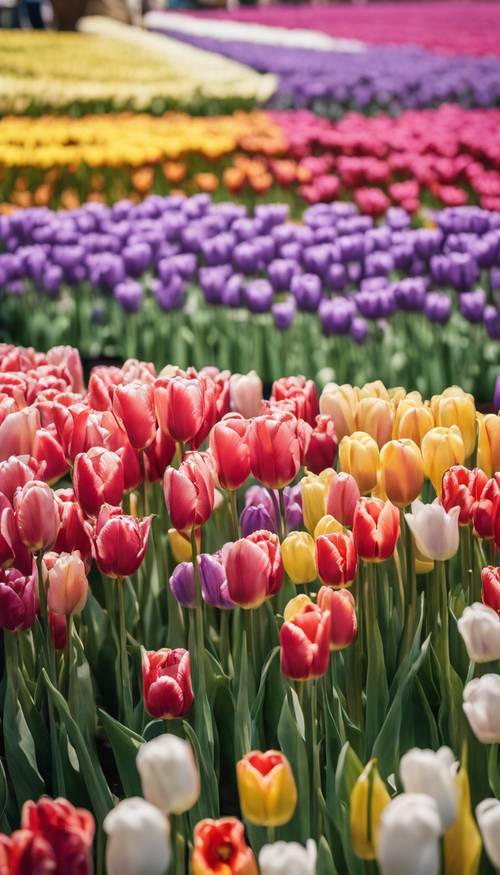 A rainbow of tulips lined up perfectly in a neat row at a flower show.