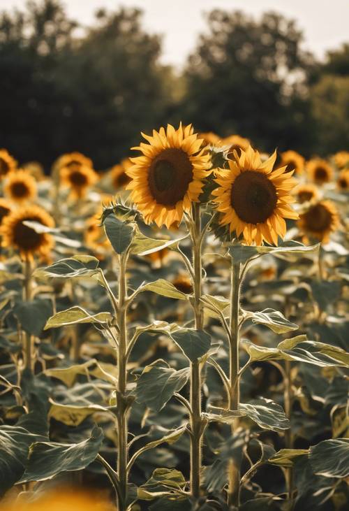 A sunflower field in full bloom under the scorching hot sun.