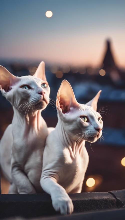 Two white Sphynx kittens staring at the luminous moon from a rooftop in a quaint European suburb at night. Ταπετσαρία [b88e0c479e7144caafe0]